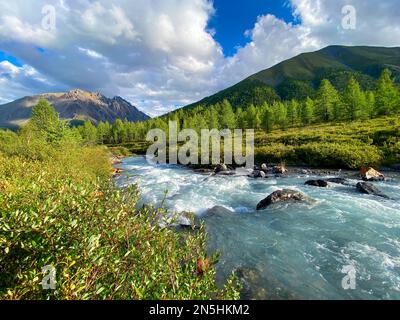 Der Alpenbach Karakabak fließt schnell die Steine im Altai-Gebirge im Wald hinunter Stockfoto