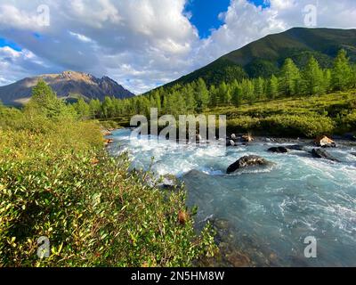 Der Alpenfluss Karakabak fließt am Sommernachmittag schnell die Steine im Altai-Gebirge im Wald hinunter. Stockfoto