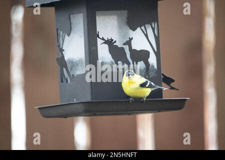 Ein männlicher Goldfink, der in einem Hinterhof in Taylors Falls, Minnesota, USA, auf einer schwarzen Vogelzucht mit einem braunen Holzzaun sitzt. Stockfoto