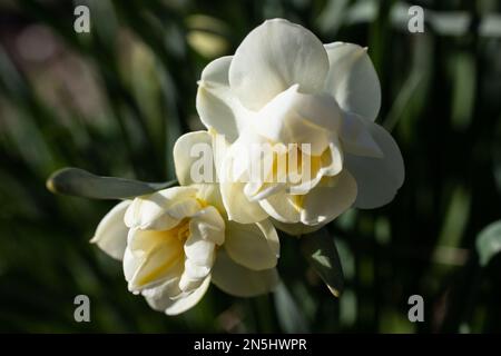 In einem Frühlingsgarten in Taylors Falls, Minnesota, USA, gibt es doppelte Narzissen mit weißen Blütenblättern und gelben Stühlen. Stockfoto