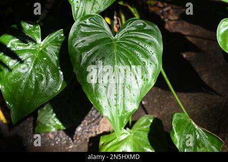 Üppiges tropisches, herzförmiges grünes Blatt mit Wassertropfen im Sonnenlicht Stockfoto