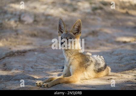 Schwarzer Schakal, Canis mesomelas, kühlt im Schatten eines Baumes ab. Kalahari, Südafrika Stockfoto