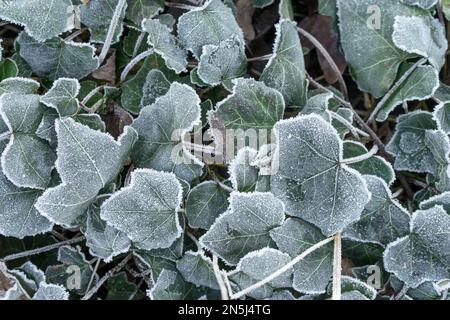 Nahaufnahme von Efeu-Blättern mit Heiserfrost Stockfoto