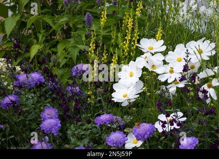 Pflanzarbeiten im Knolling with Daisies Garden beim RHS Hampton Court Palace Garden Festival 2022. Zu den Werken gehören Scabuis, Cosmos und Linaria Stockfoto