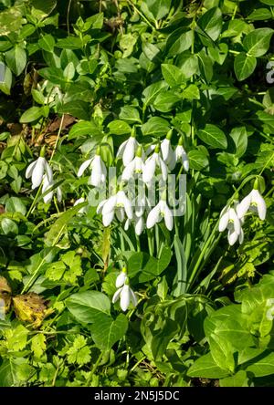 Snowdrop, Großbritannien - Galanthus Stockfoto
