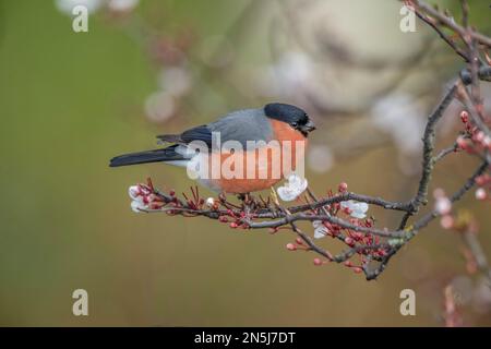 Bullfink, weiblich, hoch oben auf einem Ast im Frühling, nahe in einem Wald Stockfoto