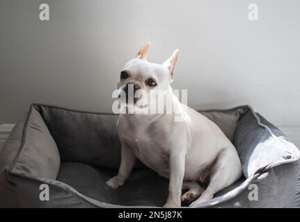 Porträt einer weißen französischen Bulldogge, die in einem grauen Hundebett sitzt, mit den Ohren nach oben Stockfoto