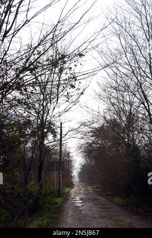 Unbefestigte Straße mit Pfützen in einem Hain an einem Wolkentag im Winter Stockfoto
