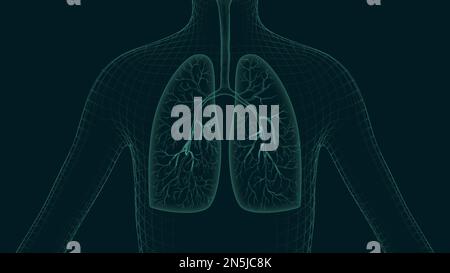 Gesunde menschliche Lungen 3D gerenderte Illustration Stockfoto