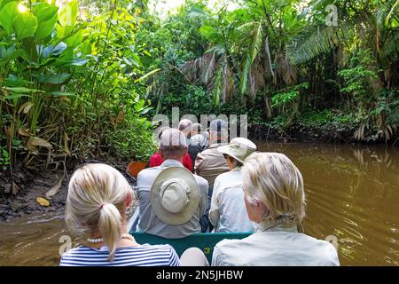 Gruppe von nicht wiedererkennbaren Menschen auf einem Kanufahrt durch den Amazonas-Regenwald, Touristen auf der Suche nach Tieren. Stockfoto