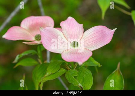 Cornus rutgersensis Rutgan, Hundsholz Stellarrosa, kleiner Baum, Massen leicht überlappender, abgerundeter, blassrosa, blütenförmiger Armbänder Stockfoto