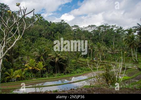 Wunderschöne Landschaft mit Reisterrassen an den königlichen Gräbern „Pura Gunung Kawi“ Stockfoto