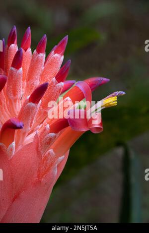 Die rote Blüte der Bromeliade Billbergia pyramidalis, von der Seite gesehen, mit einer Nahaufnahme einer der Blumen Stockfoto