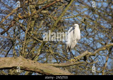 Little Egret in Tree am River Hogsmill Stockfoto