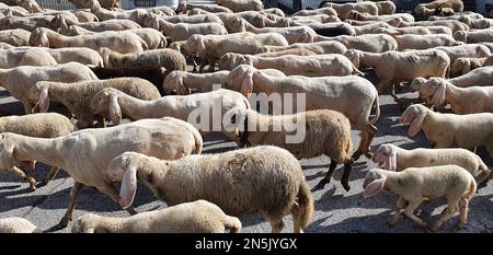 Eine Gruppe von Schafen, die eine Tour durch die Stadt machen Stockfoto