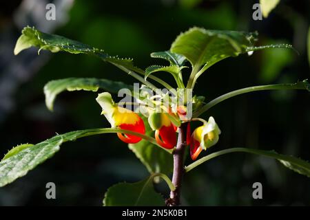 Papageien-Pflanze Stockfoto