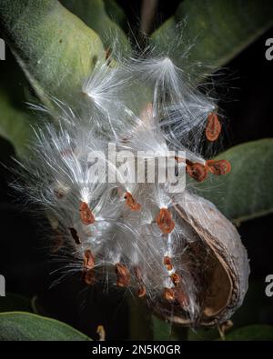 Nahaufnahme von Milchkraut, Gattung Asclepias, Samenschale selektiver Fokus auf Samen, in der Natur, vor schwarzem Hintergrund Stockfoto