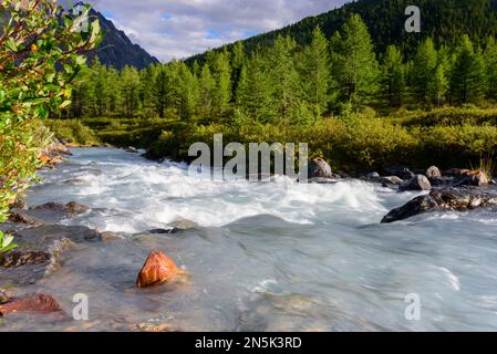 Alpiner Fluss mit Rillen und Steinen in einem Bergtal inmitten des Waldes in Altai in Sibirien bei Sonnenuntergang am Abend. Stockfoto