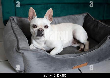 Porträt einer weißen französischen Bulldogge, die in einem grauen Hundebett sitzt, mit den Ohren nach oben Stockfoto