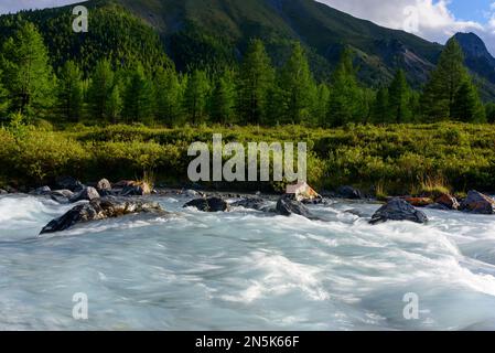 Alpenfluss mit Rillen und Steinen in einem Bergtal inmitten eines Fichtenwaldes in Altai in Sibirien bei Sonnenuntergang. Stockfoto