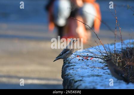 Wachsender Bombycilla Garrulus in Edinburgh Stockfoto