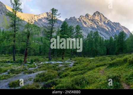 Alpenfluss mit Rillen und Steinen in einem Bergtal inmitten des Waldes im Altai in Sibirien. Stockfoto