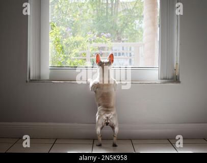 Der Hund wartet am Fenster auf seinen Besitzer. Hund, der durch das Fenster spitzte. Französische Bulldogge Stockfoto