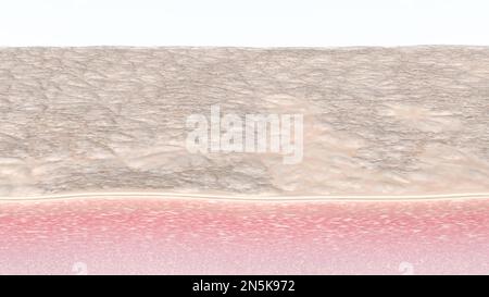 Menschliche Hautfasern Querschnitt mit trockenen toten Zellen und Verunreinigungen 3D gerenderte Illustration Stockfoto