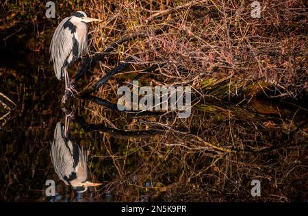 Stuttgart, Deutschland. 09. Februar 2023. Ein grauer Reiher (Ardea cinerea) befindet sich am Ufer des Lake Max Eyth bei sonnigem Wetter und reflektiert im Wasser. Kredit: Christoph Schmidt/dpa/Alamy Live News Stockfoto