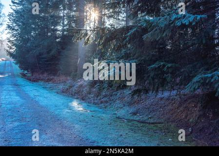 New Forest im Frost und Nebel, Februar 2023 Stockfoto