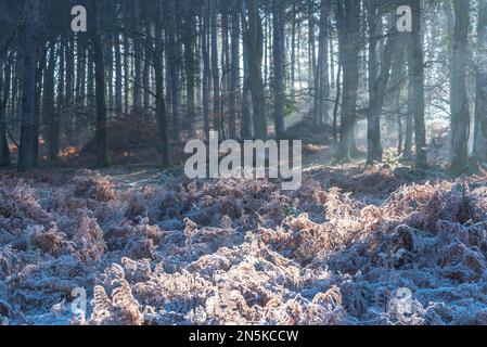 New Forest im Frost und Nebel, Februar 2023 Stockfoto