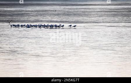 Stuttgart, Deutschland. 09. Februar 2023. Möwen sitzen bei sonnigem Wetter auf der dünnen Eisschicht am Lake Max Eyth. Kredit: Christoph Schmidt/dpa/Alamy Live News Stockfoto