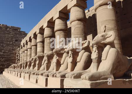 Sphinxstatuen mit RAM-Kopf im Karnak-Tempel in Luxor, Ägypten Stockfoto