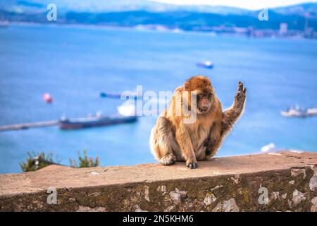 Barbary Macaque mit Blick auf Gibraltar direkt vom Felsen, Wildlige von Gibraltar Stockfoto