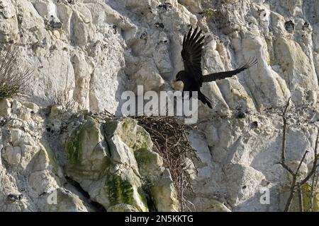 Raven-Corvus-Corax im Flug mit Nestmaterial. Stockfoto