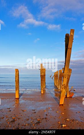 Ein Blick auf stehende Holzpfosten, die Überreste verlassener Seeschutzanlagen an der Norfolkküste in Happisburgh, Norfolk, England, Vereinigtes Königreich. Stockfoto