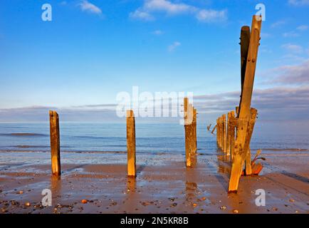 Ein Blick auf stehende Holzpfosten, die Überreste verlassener Seeschutzanlagen an der Norfolkküste in Happisburgh, Norfolk, England, Vereinigtes Königreich. Stockfoto