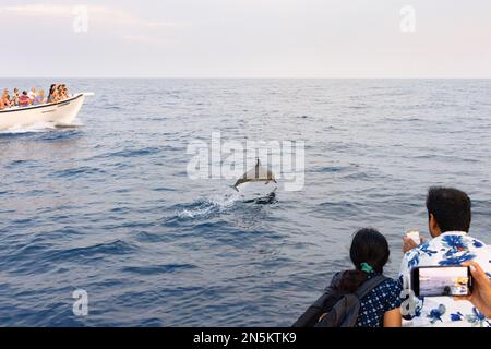 Reisen nach Asien - Touristen beobachten Delfine von Booten aus, mit Delfinspringen, Malediven Indischer Ozean Asien Stockfoto