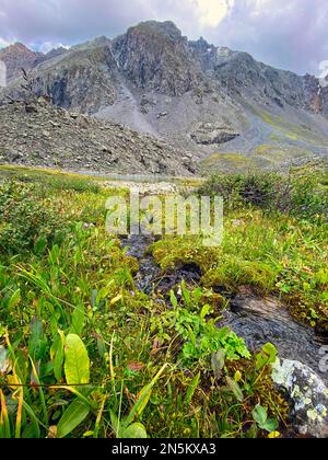 Ein kleiner Bach fließt zwischen dem Gras zu einem Felsen im Altai in Sibirien. Stockfoto