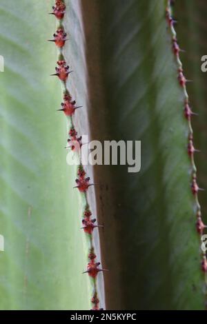 Nahaufnahme von Cereus jamacaru Kaktus Ast mit roten Warzenhölzern und kurzen, scharfen Wirbelsäulen Stockfoto