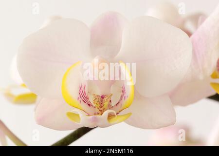 Weiße Orchidee mit Gelb und Magenta, Nahaufnahme Stockfoto
