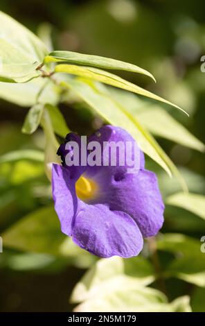 Lila Blume von Thunbergia erecta, alias. Buschuhr, Königsmäntel und Kartoffelbusch, blühend auf den Malediven. Stockfoto