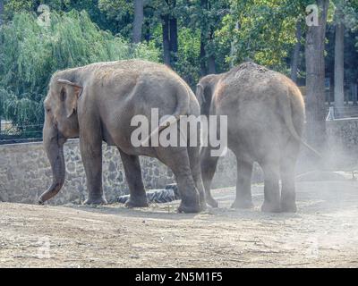 Zwei asiatische Elefanten im Zoo Stockfoto
