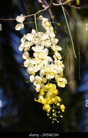 Cassiafistelblume, alias. Golden Shower Tree; Indianerlaburnum oder Purging Cassia; blühende Blumen auf den tropischen Malediven aus nächster Nähe. Stockfoto
