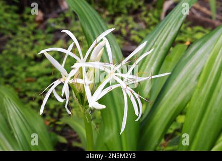 Crinum Asiaticum Flowers, gemeinhin bekannt als Giftzwiebel oder Spider Lily, diese Blume blüht auf den Malediven Stockfoto