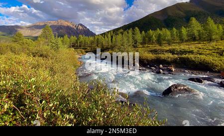 Alpenfluss mit Rinnen in einem Bergtal mit hohen Felsen inmitten des Waldes im Altai in Sibirien im Sommer. Stockfoto