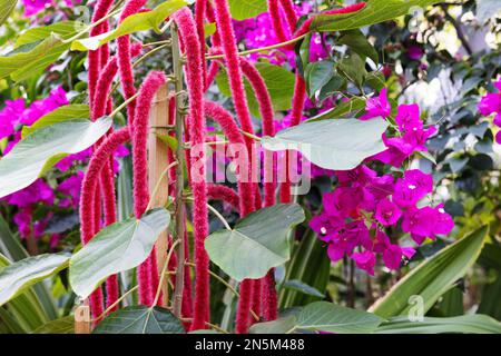 Acalypha hispida, Chenille Plant alias. Red Hot Cat Tail plant, mit rosa Bougainvillea auf der rechten Seite - farbenfrohe rote und rosa Blumen auf den Malediven Stockfoto