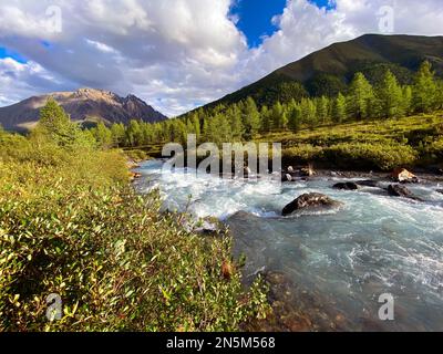 Alpenfluss mit Rinnen in einem Bergtal mit hohen Felsen inmitten des Waldes im Altai in Sibirien. Stockfoto