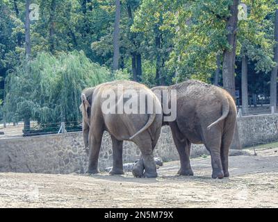 Zwei asiatische Elefanten im Zoo Stockfoto