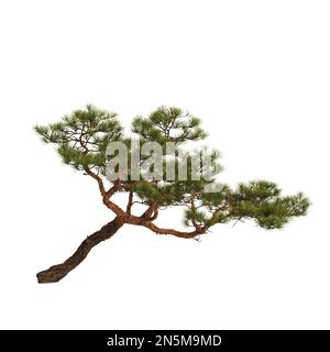 3D-Darstellung eines Pinienbaums auf einem Felsen isoliert auf weißem Hintergrund Stockfoto